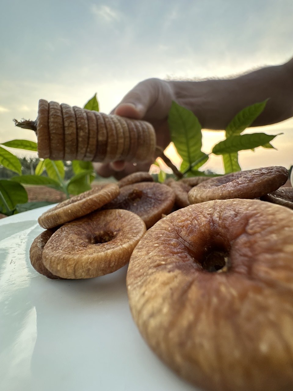 Why Afghan Kandahari Dry Figs Are the Talk of Every Wholesaler in Bangalore